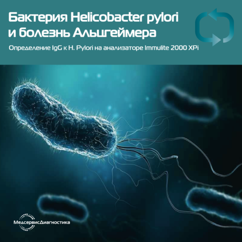 бактерии Helicobacter pylori причины Алцгеймера