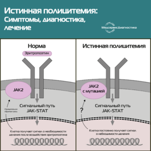 полицитемия диагностика СОЭ анализ