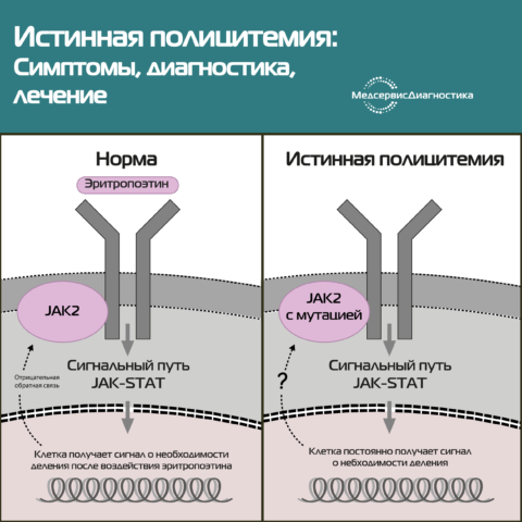 полицитемия диагностика СОЭ анализ